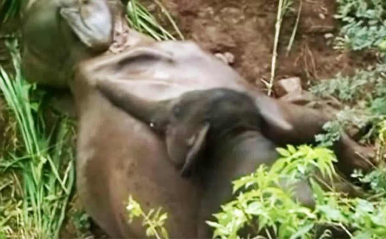 Video of baby elephant trying to wake dead mother up will leave you in tears