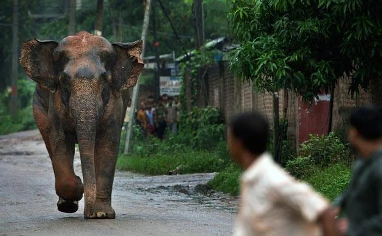 Wild elephants killed 108 people in West Bengal in 2015-16, says Forest Department
