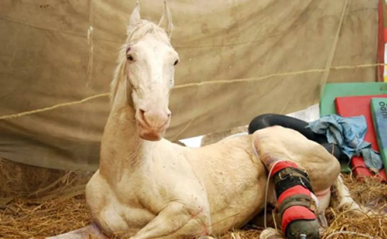 Statue of police horse, Shaktiman, installed and then removed amidst criticism