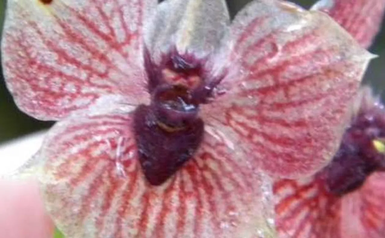 Orchid or demon? Scientists discover New orchids species resembling devil's head
