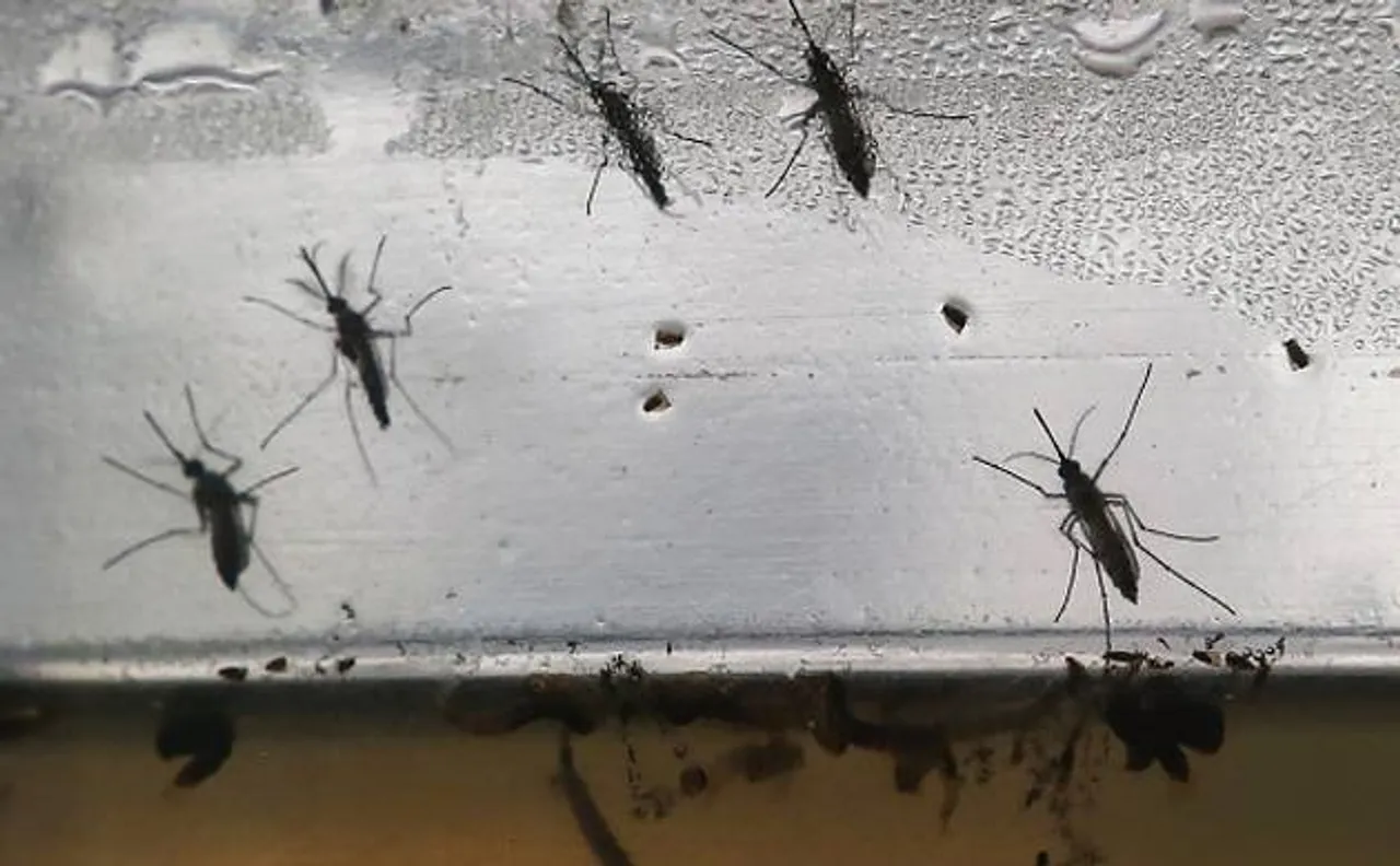 50 dengue cases in Delhi, 22 reported in July