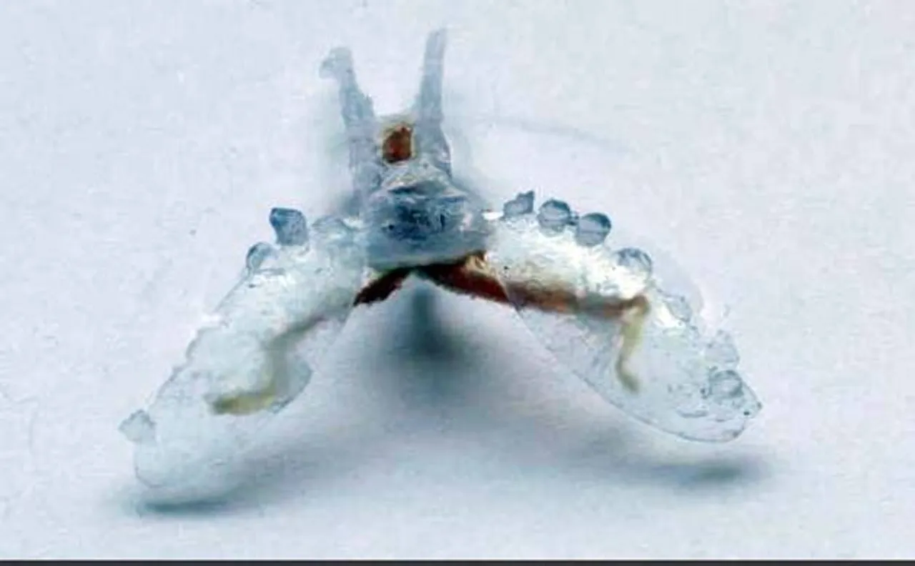 Good news! Cyborg robots made of sea slug muscle detect toxic leaks in pond