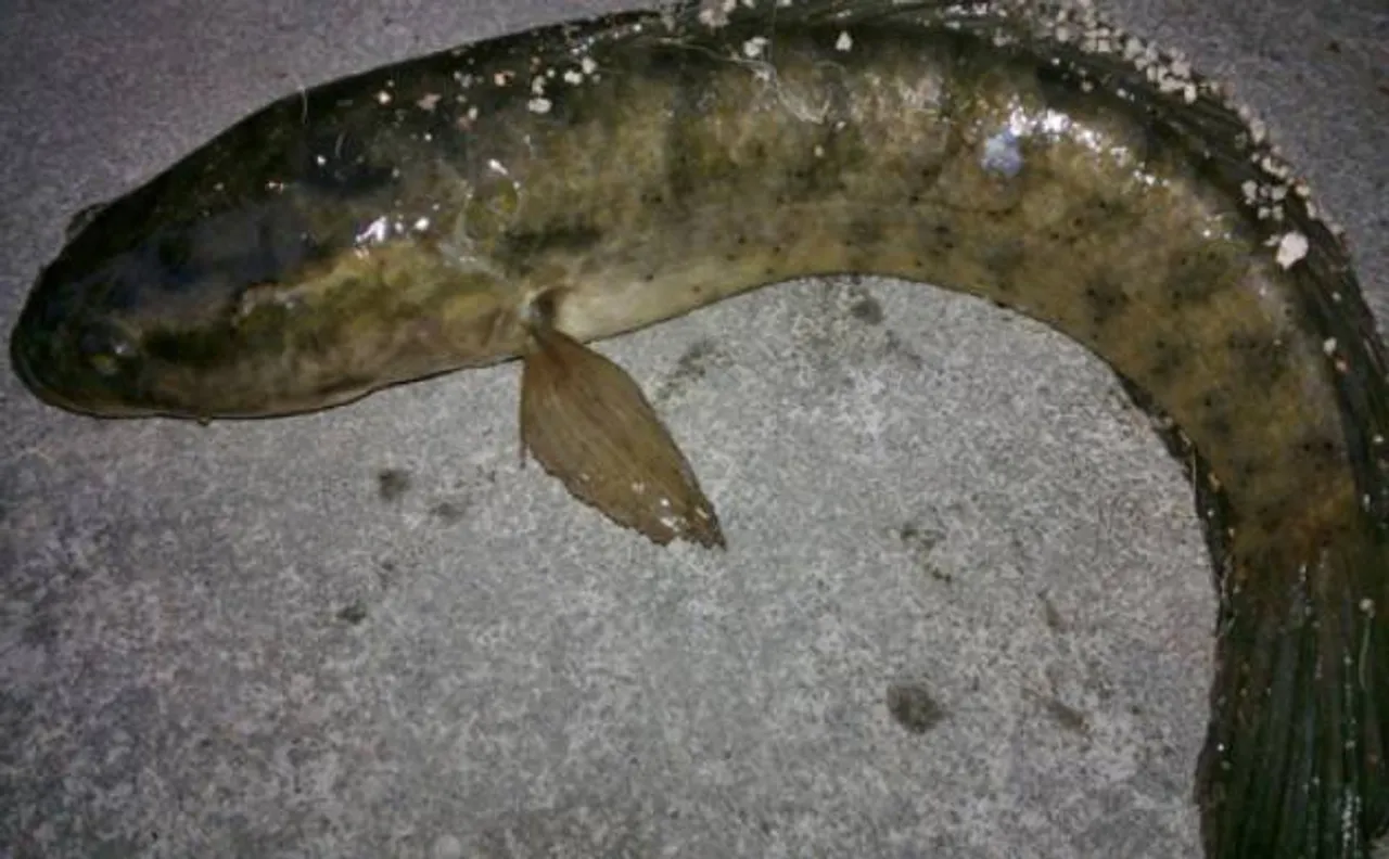 Murrel now declared as Telengana State fish