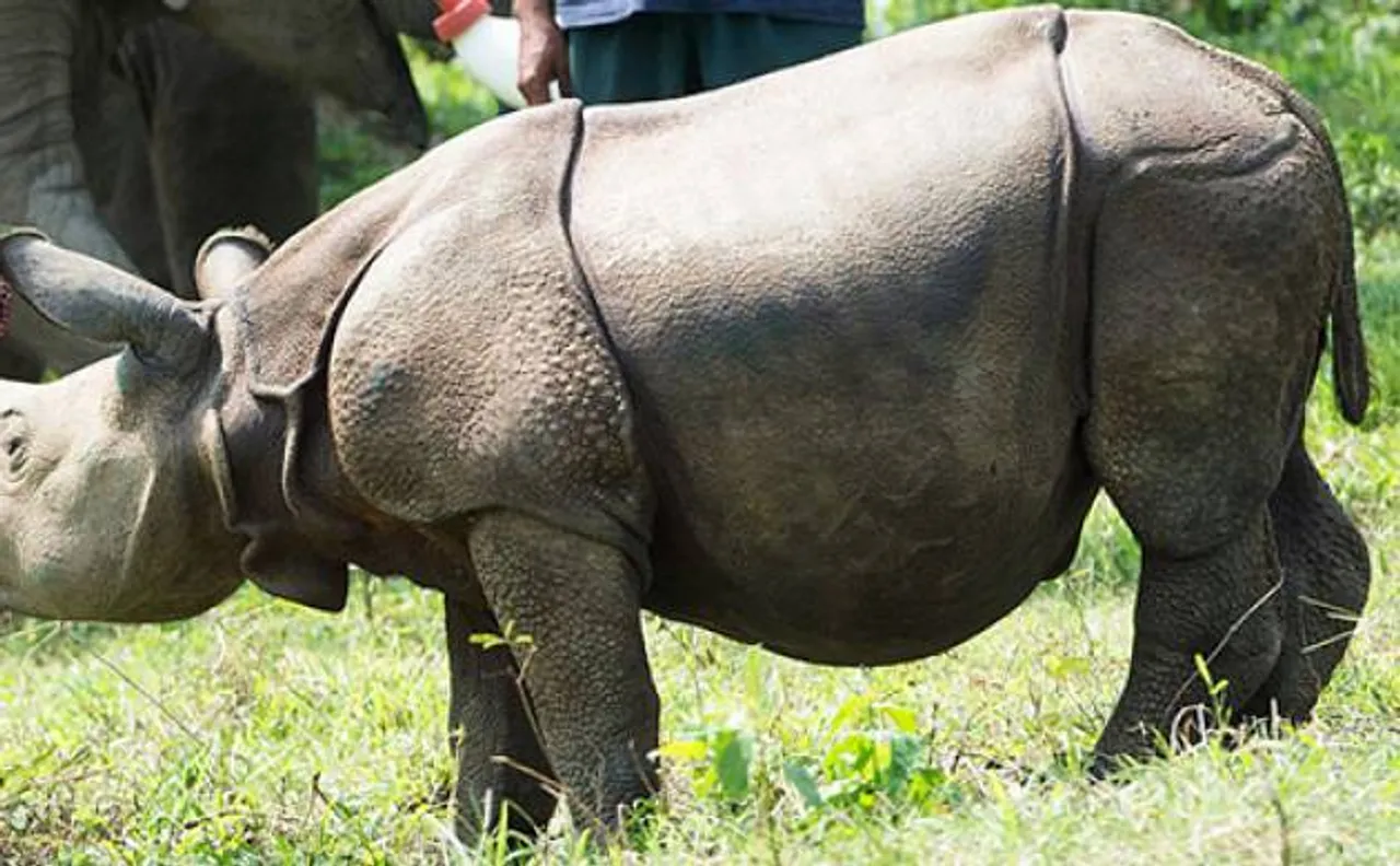 239 rhinos killed in 16 years in Assam: Govt reports