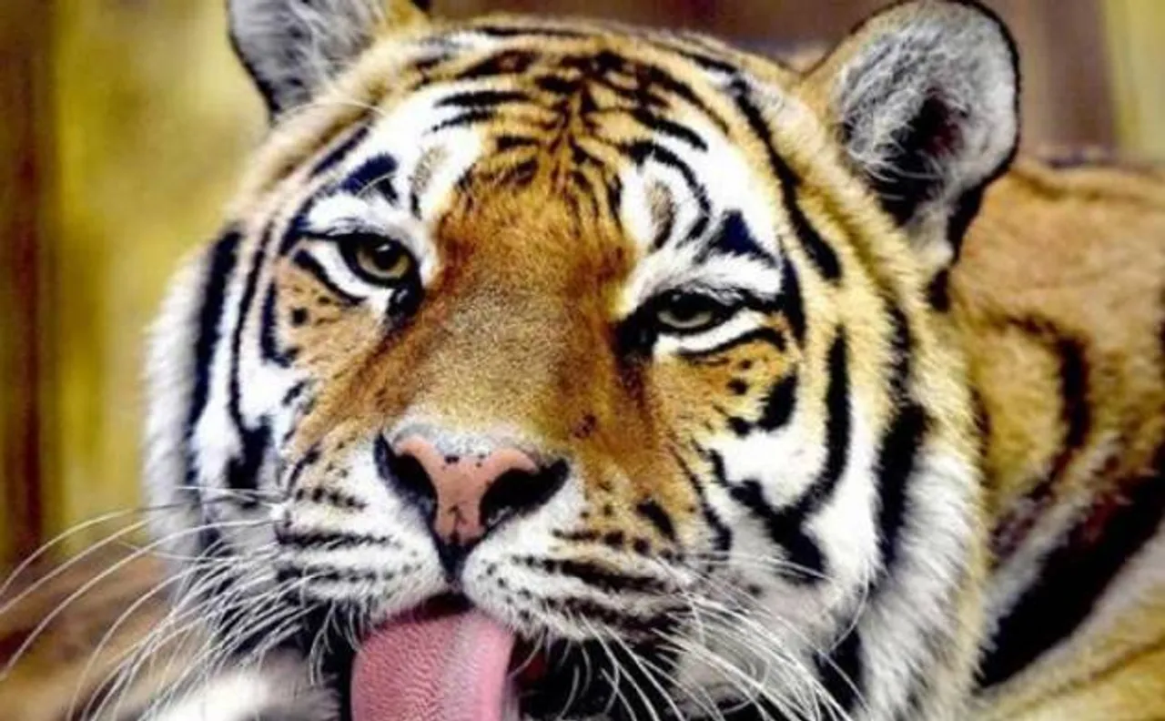 Tiger mauls woman to death in Chinese wildlife park