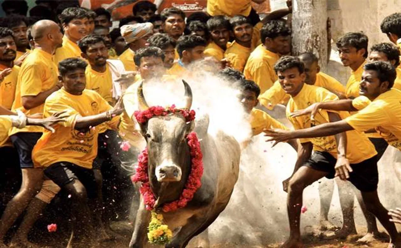 Supreme Court says Jallikattu isn't legal; final hearing on August end