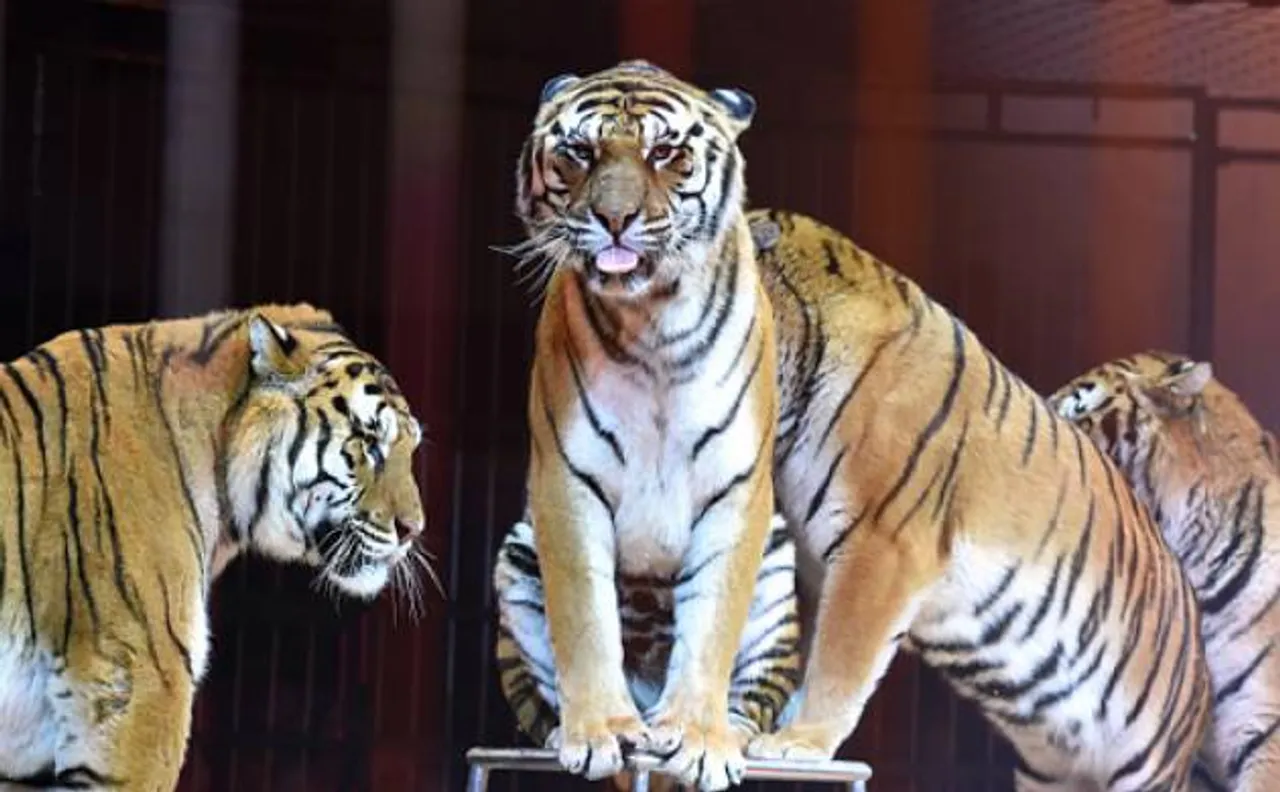 Closure of tiger farms will disable black-market trade, says WWF