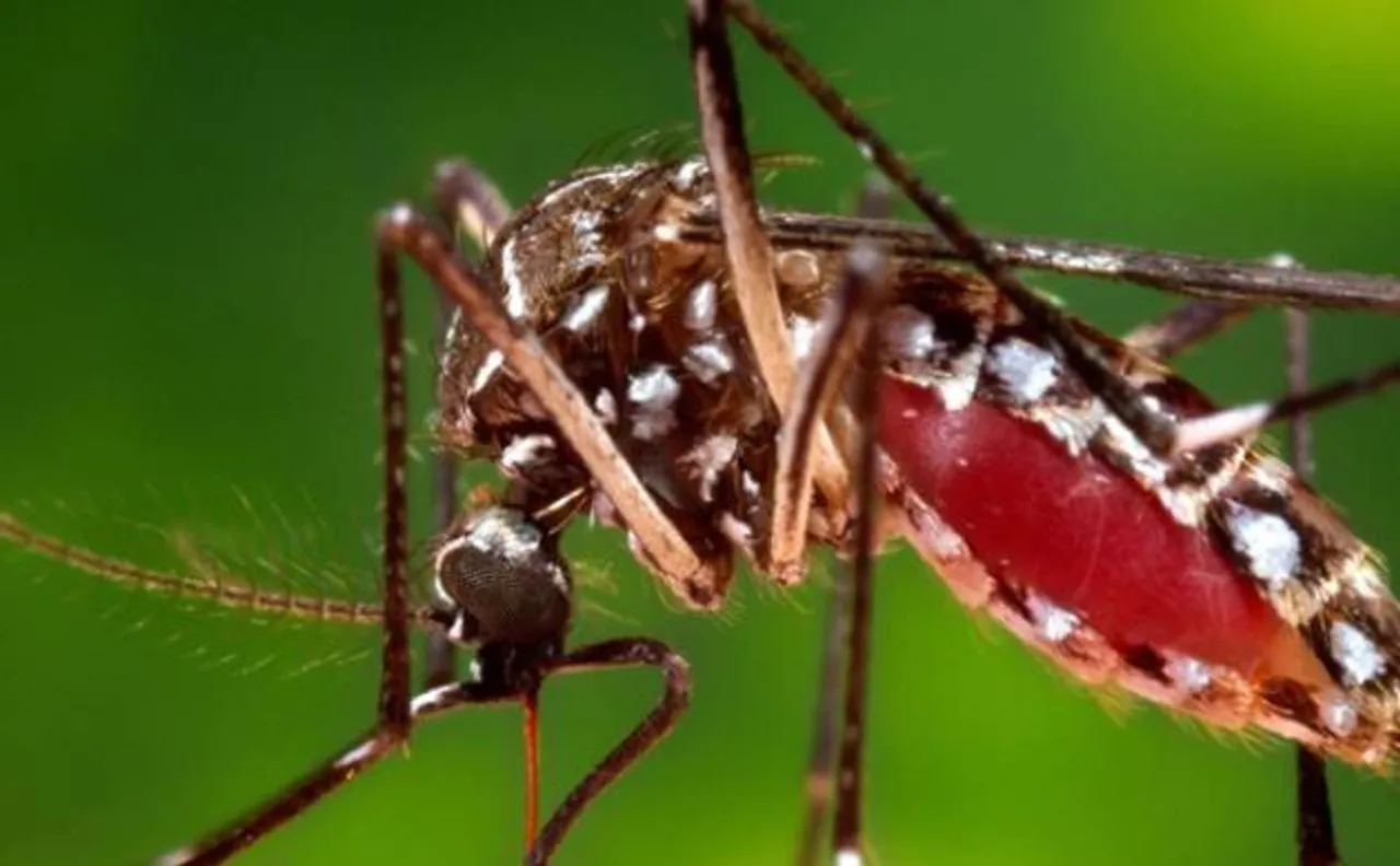 Zika virus antibodies in mice: New discovery to invent vaccine, aid therapies