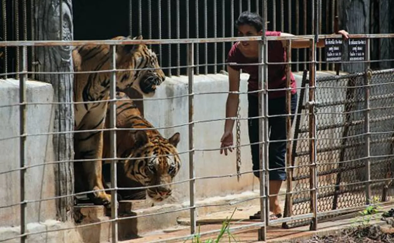 Tigers in India will be double by the end of 2022: Anil Mahadev Dave