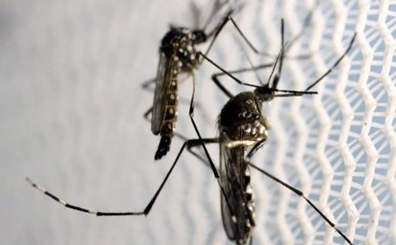 High likelihood of â€˜localâ€™ Zika virus transmission in US