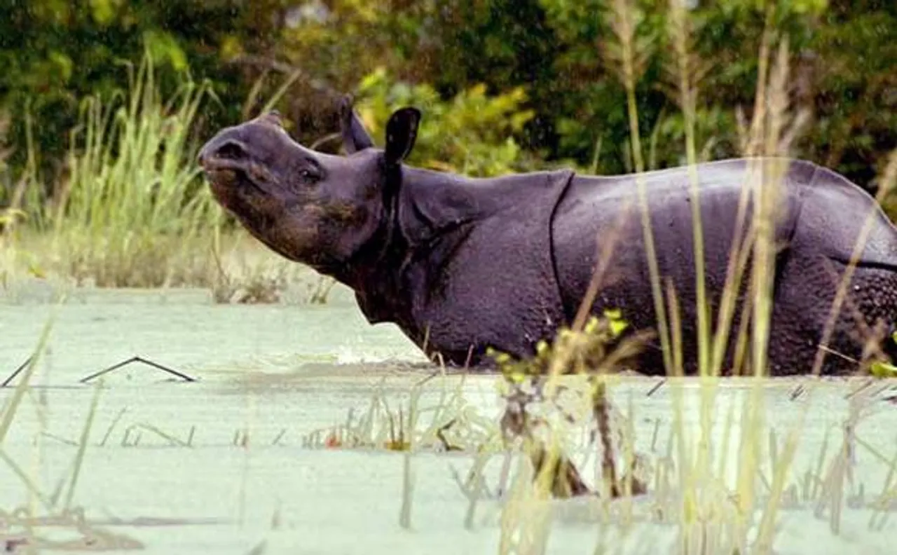 Kaziranga floods wreak havoc; 250 animals perish including 20 one-horned rhinos