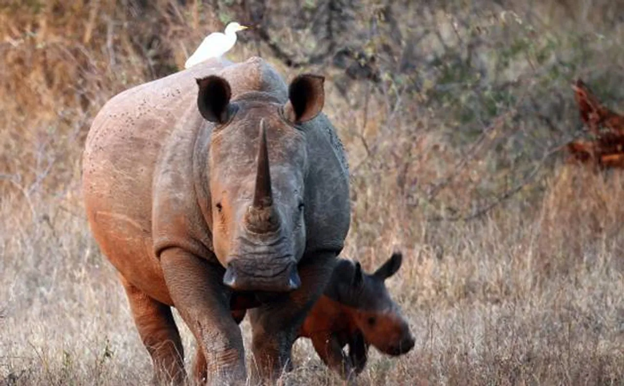 Assam Floods: Rhino carcass found in Kaziranga, horn missing