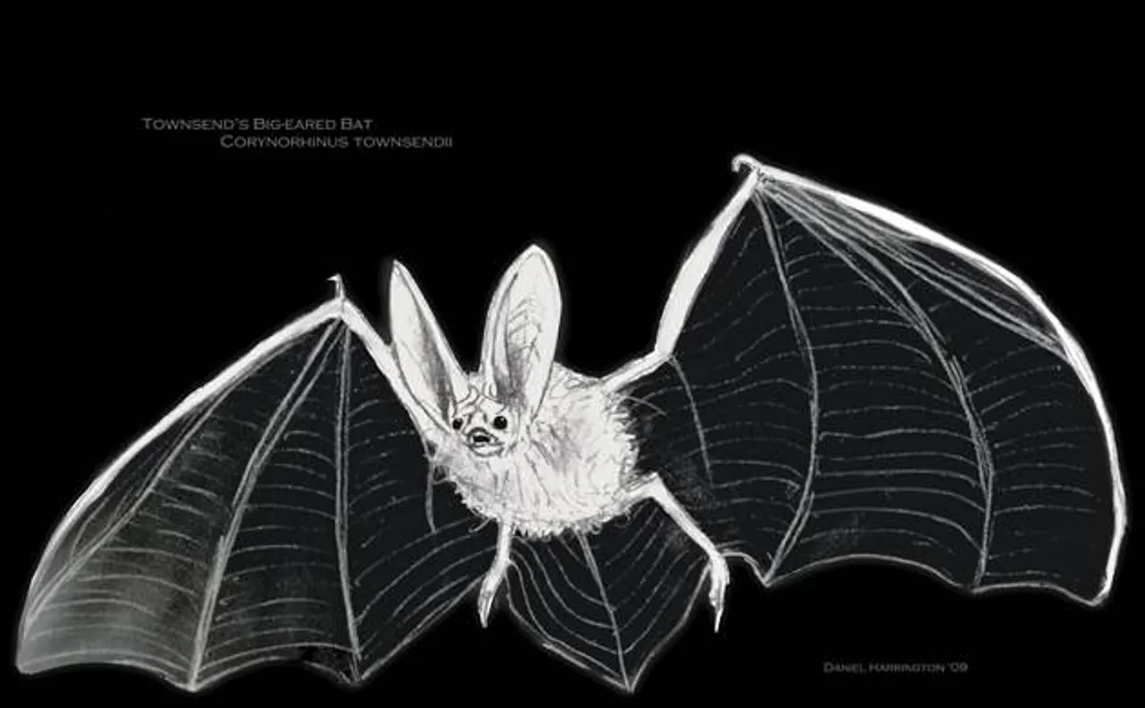Bats observe and remember echo templates to form mental maps of their environment