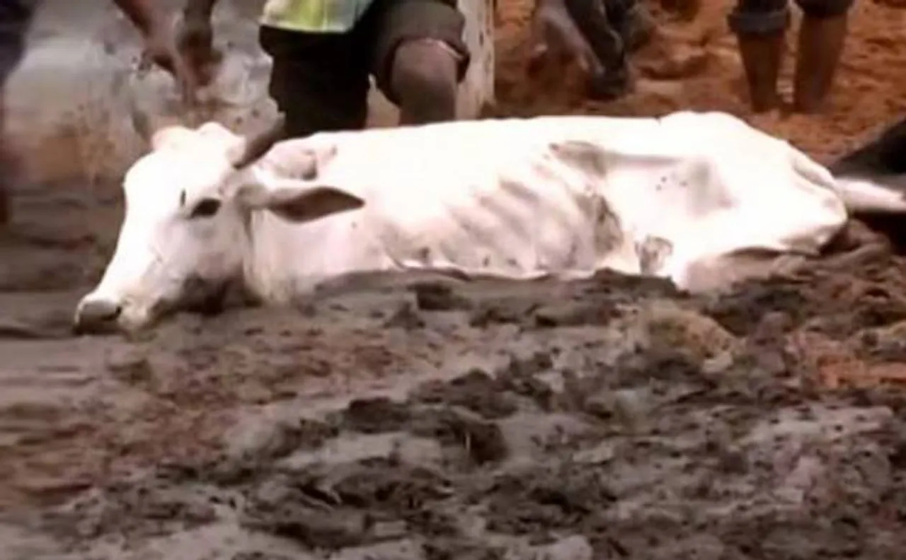 500 cows starve to death in Rajasthan cow shelter after workers go on strike