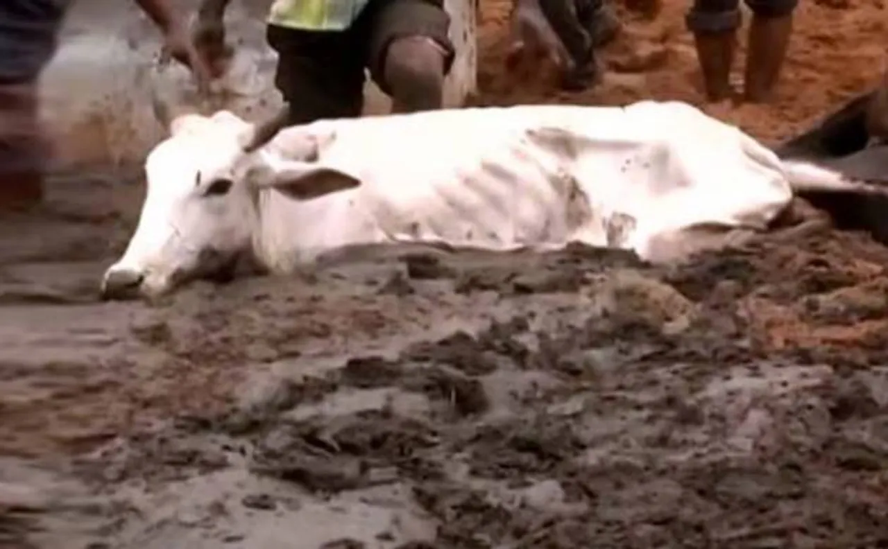 Rajasthan Congress demands judicial probe into cows death at Hingonia shelter