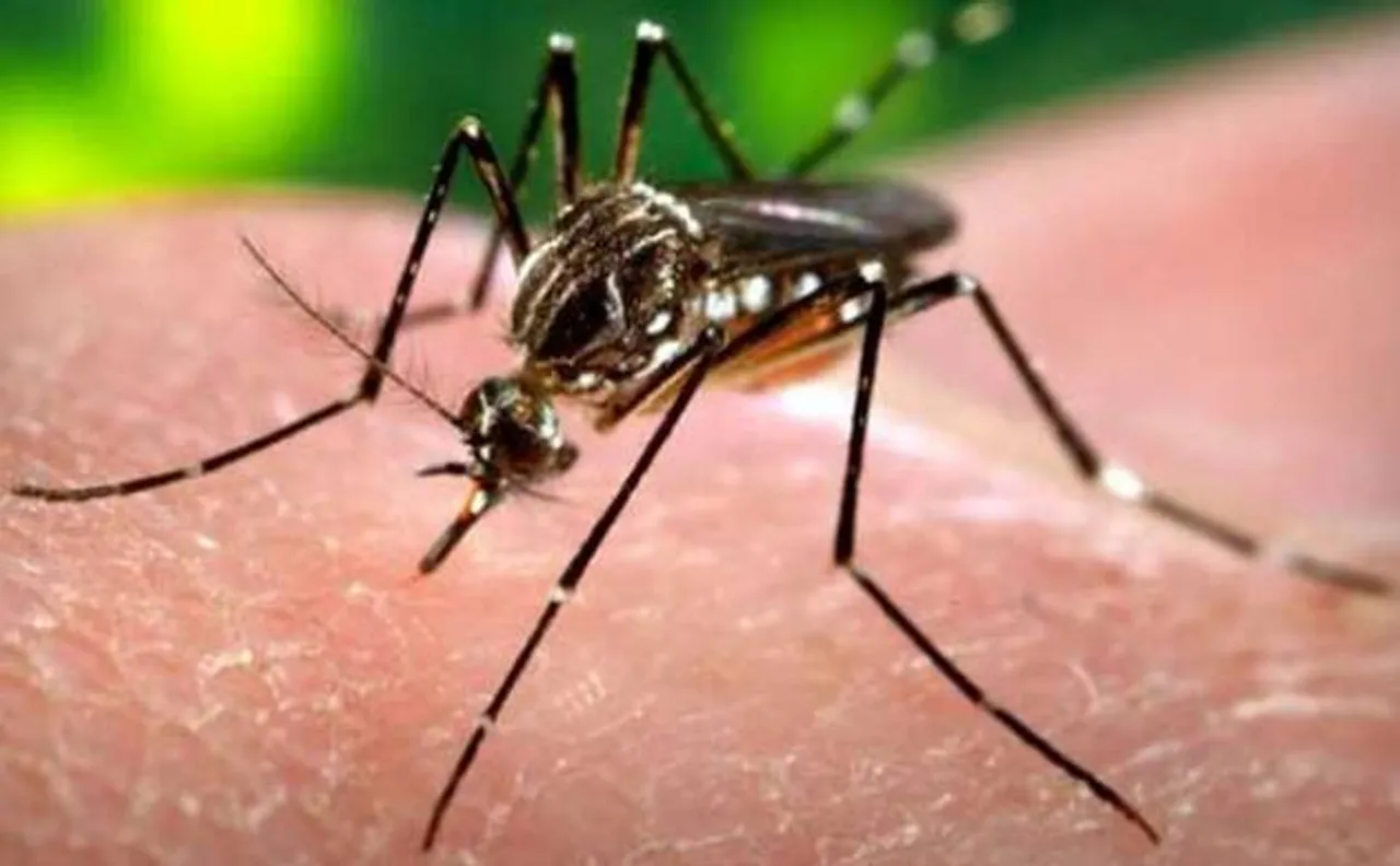 Delhi: Dengue death toll rises to 4, over 300 cases reported so far