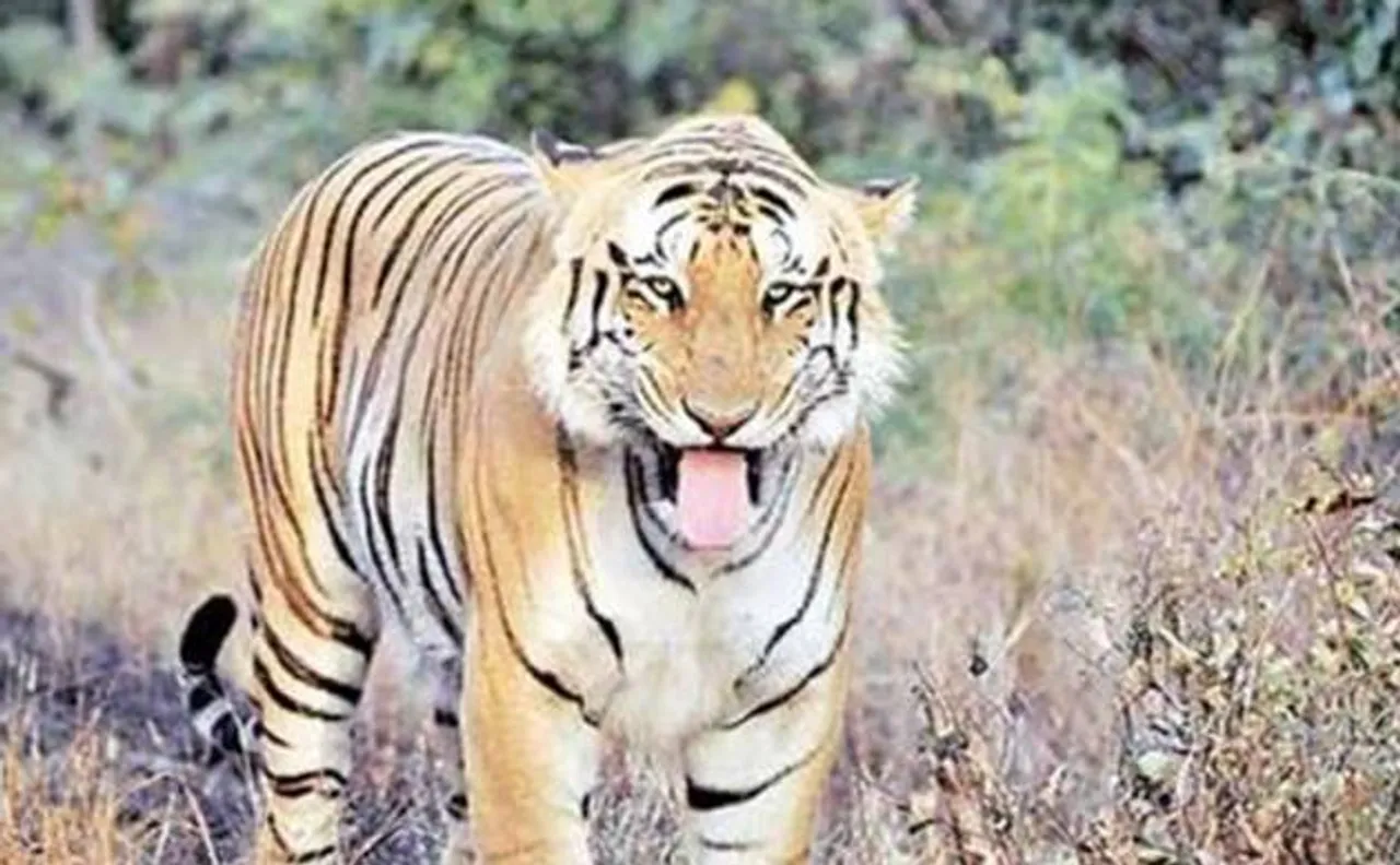 Maharashtra govt to write to PM asking for a CBI probe into disappearance of tiger Jai