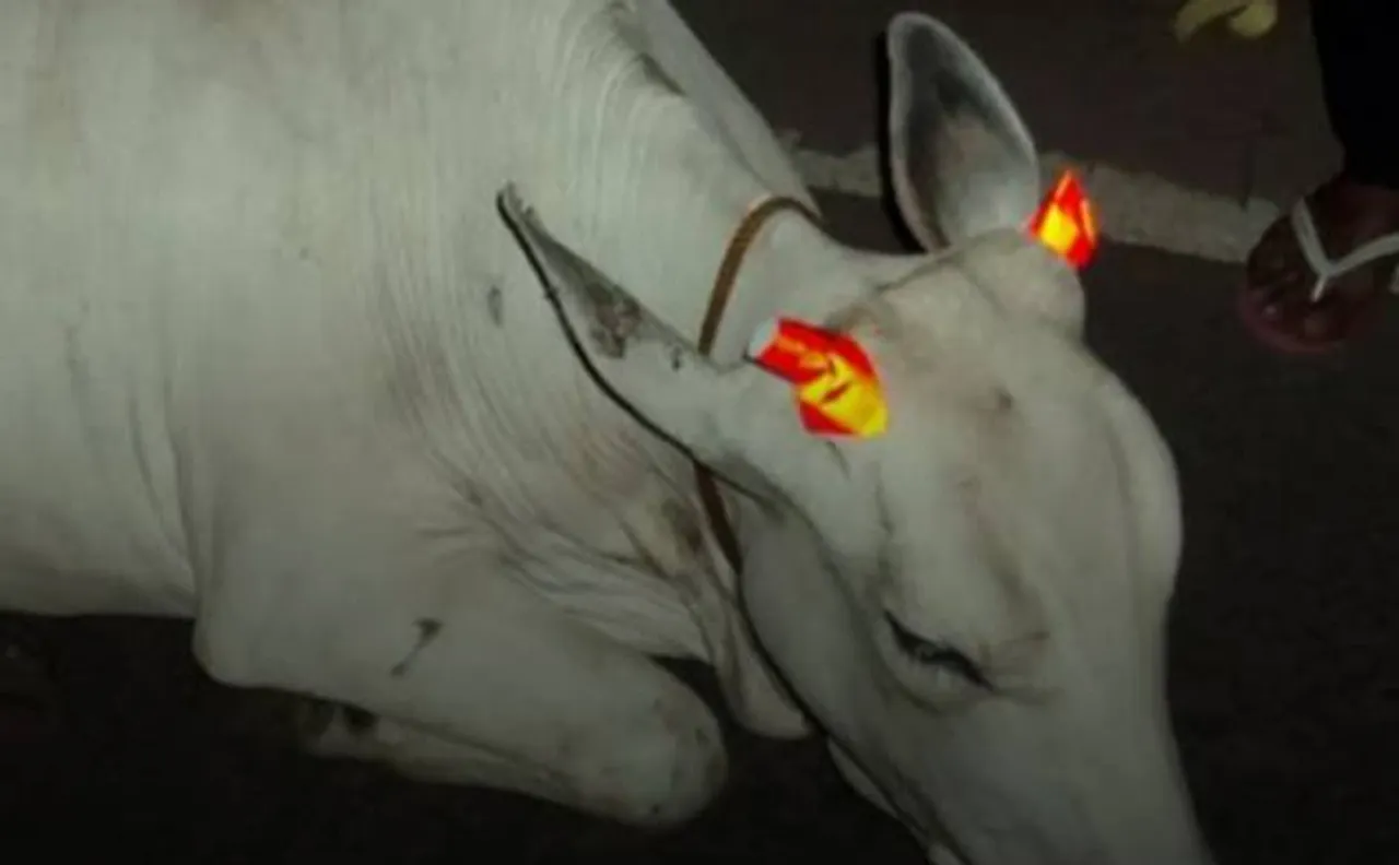 Horn please: Stray cattle in Madhya Pradesh get glow-in-the-dark stickers to prevent accidents