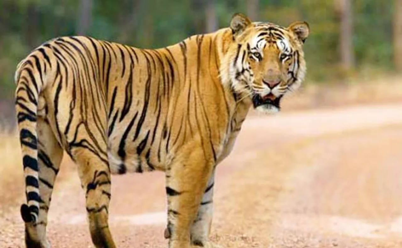 Forest Minister seeks CID probe for tracking missing tiger Jai