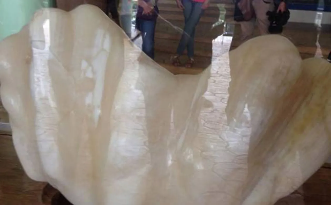 World's biggest pearl found by Filipino fishermen at Palawan island