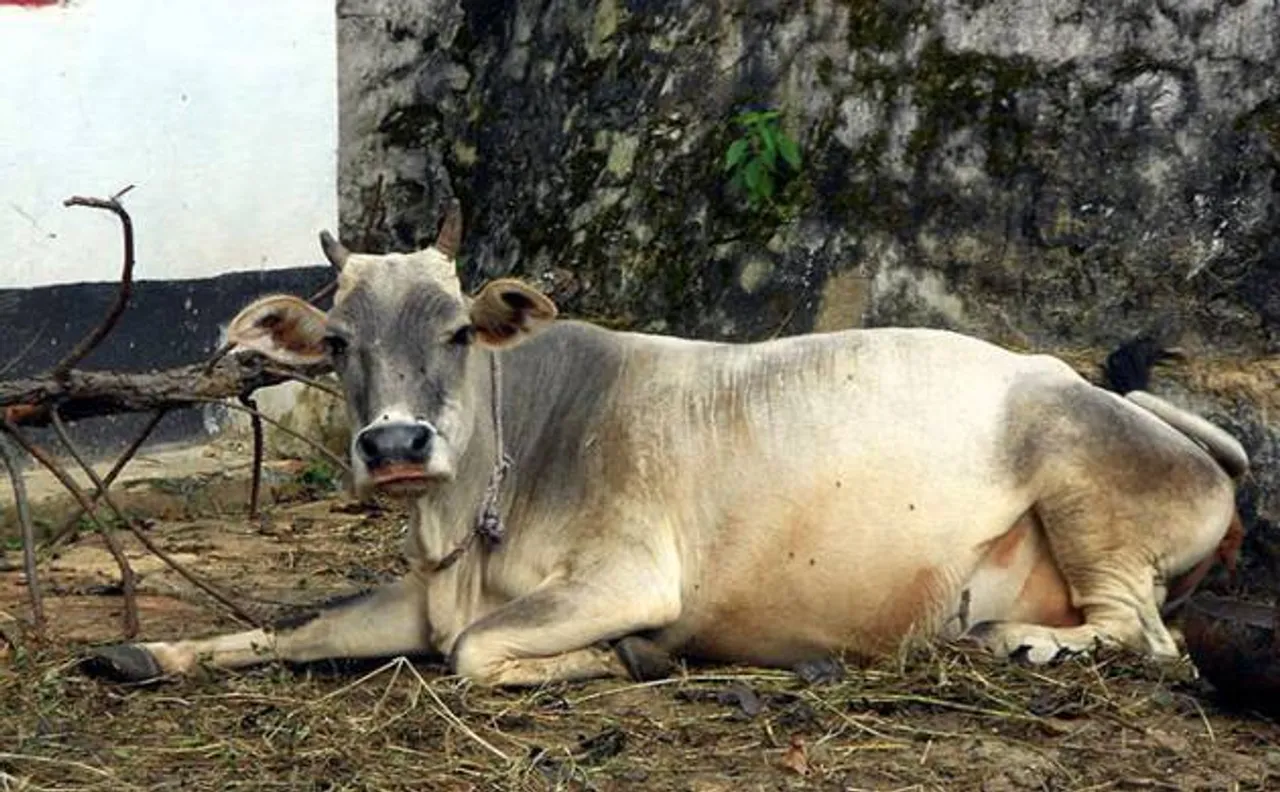 Dispute over dead cow leaves two dead in Gurdaspur, Punjab Gurdaspur (Punjab)