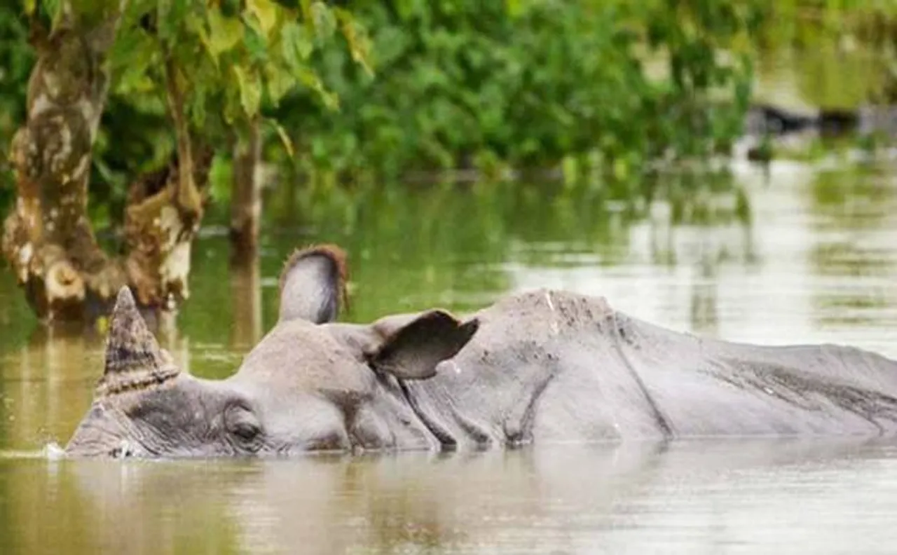 Assam CM Sonowal takes stock of rhinos rescued from floods in Kaziranga