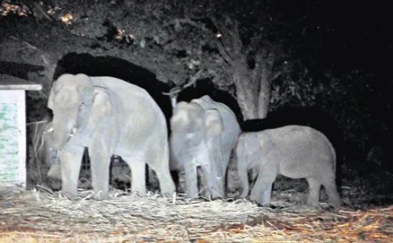 3 elephants die after being hit by Kharagpur-Adra passenger