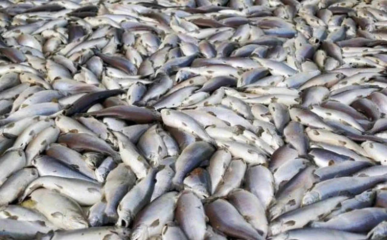 Dead  fish found in Sri Saravana poikai Swamy Temple tank 