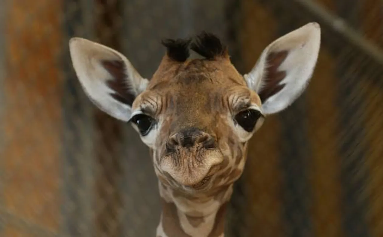 Giraffes are four species, not one says study