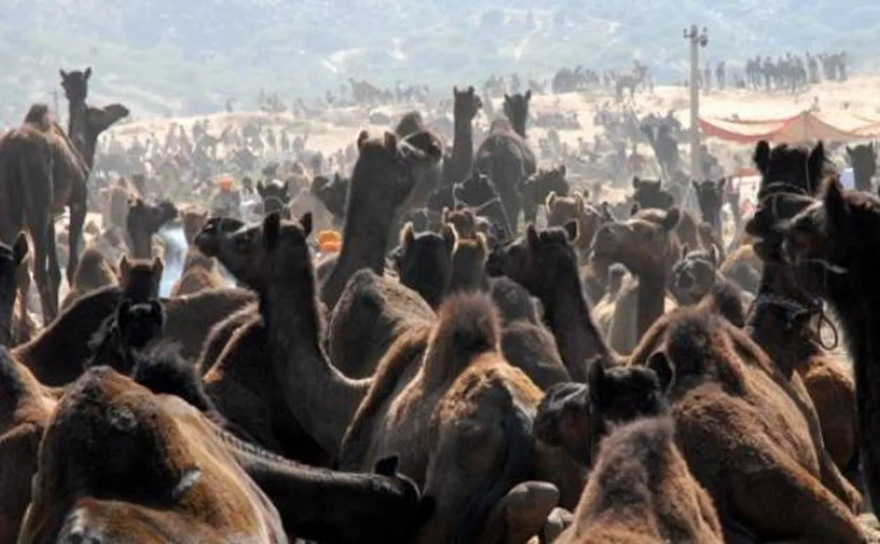 Madras High Court refuses to lift ban on camel slaughter