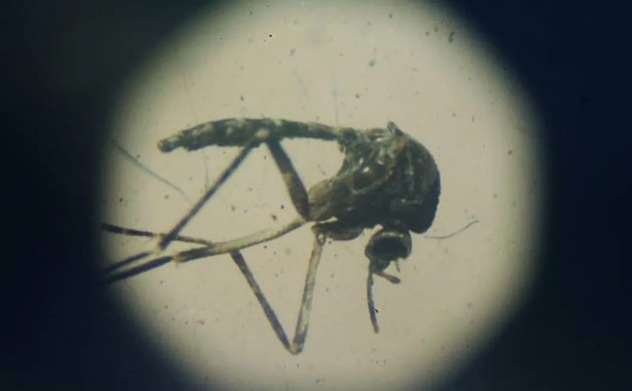NDMC gains access to 12 diplomatic missions; will check mosquito breeding due to severe health crisis