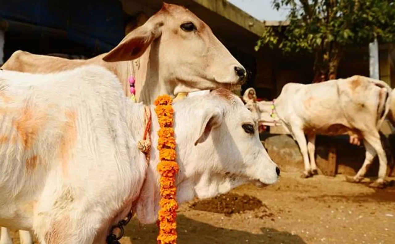 Hindu groups protest in Delhi's Karol Bagh as dismembered parts of an animal found: People claim it was cow