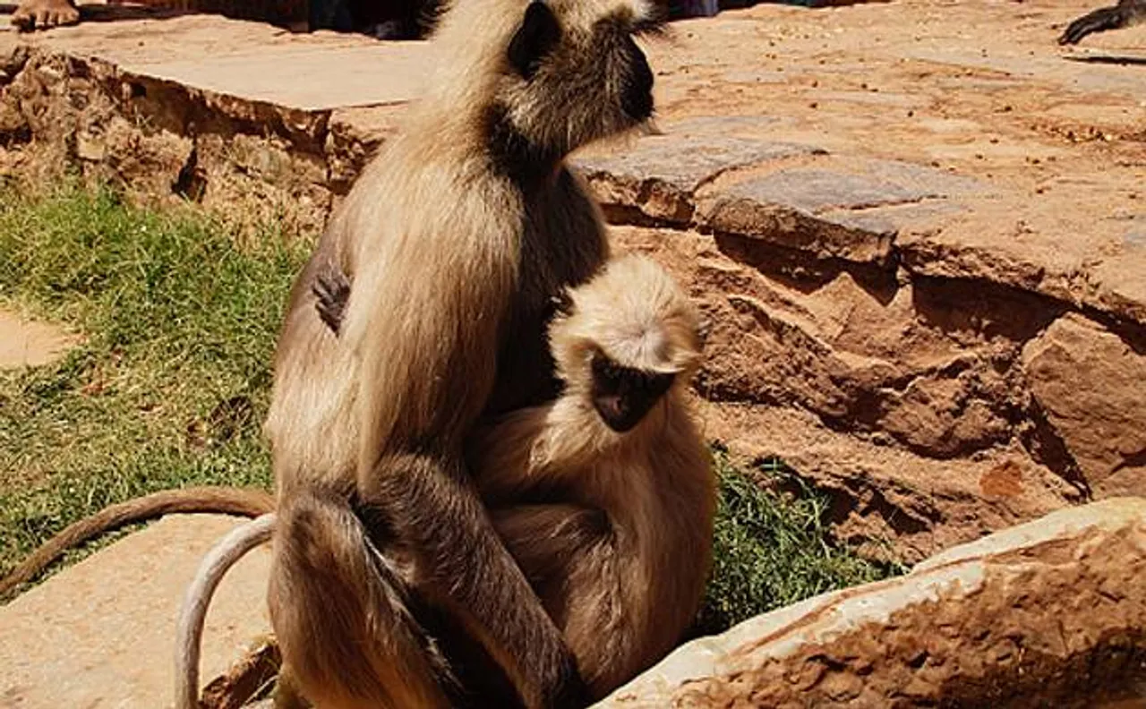 Shocking: Monkey brutally beaten up, thrown off from 4th floor in Kanpur by security guard