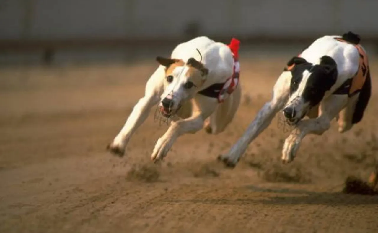  Dog is just too clever to follow  humans advice, says science
