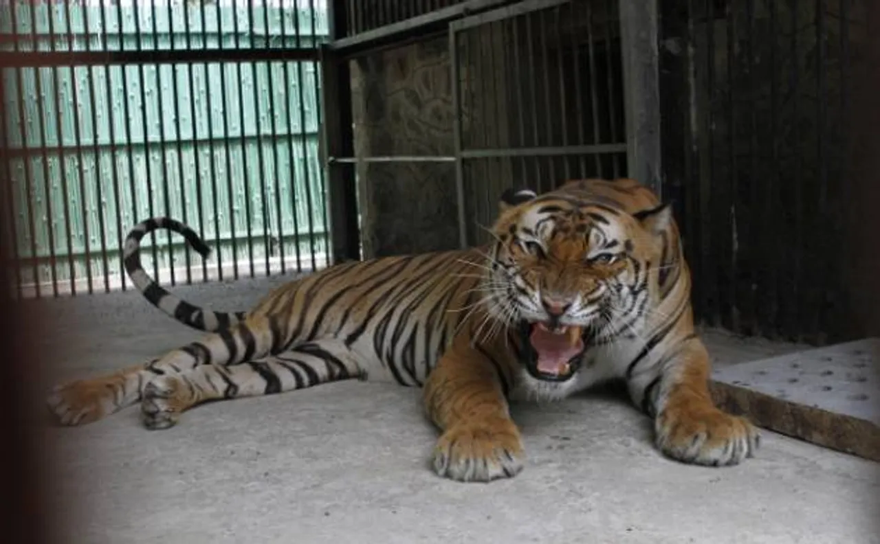 India's second oldest Royal Bengal tiger 'Palash' dies after renal failure