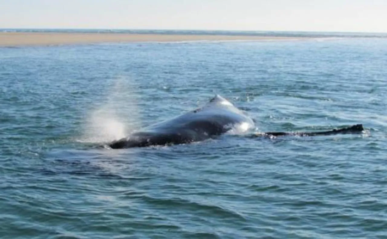 Watch Video: Baby whale calf frees trapped mother by pushing her off from sandbank