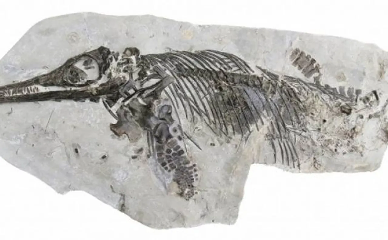 Scientists discover new species of extinct marine reptiles