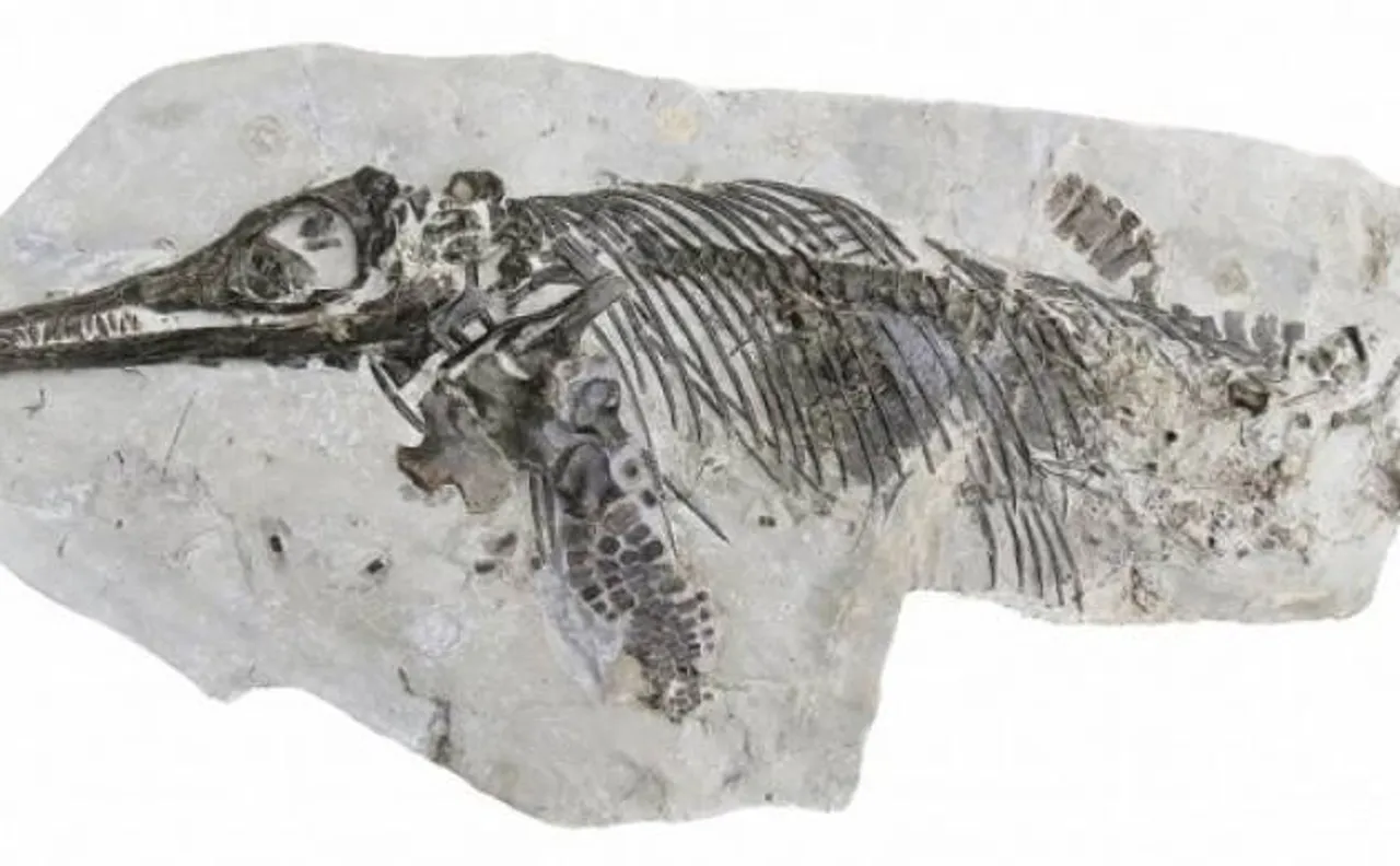 Scientists discover new species of extinct marine reptiles of Jurassic age