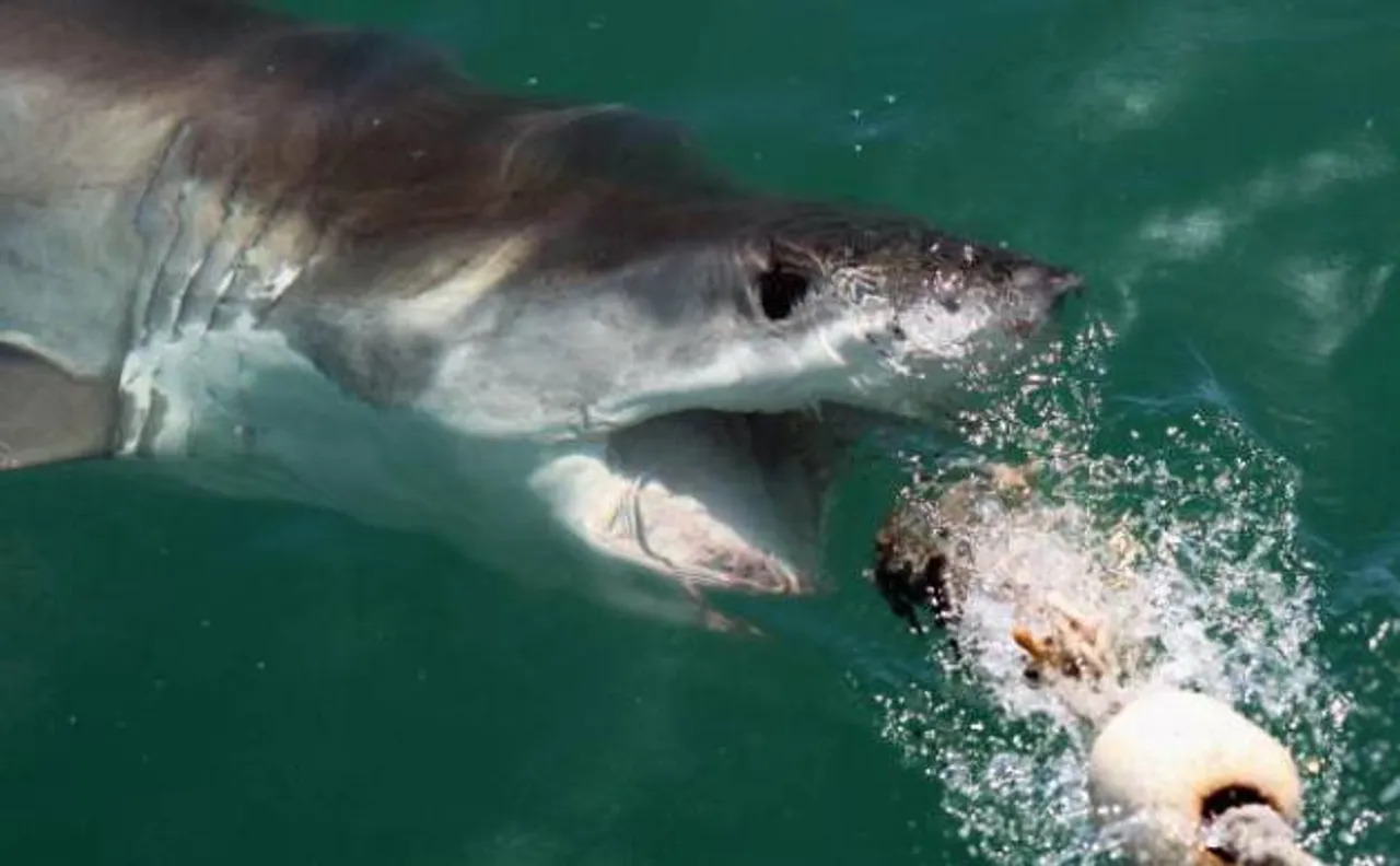 Shark activities in Australia will be monitored by drones now 