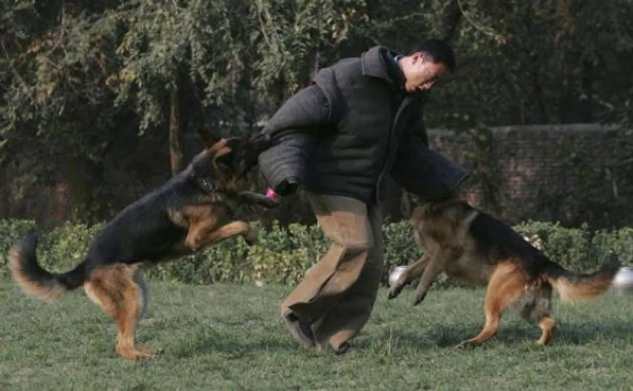 Story of army pets Tractor and Samâ€™s brave support in Kashmir