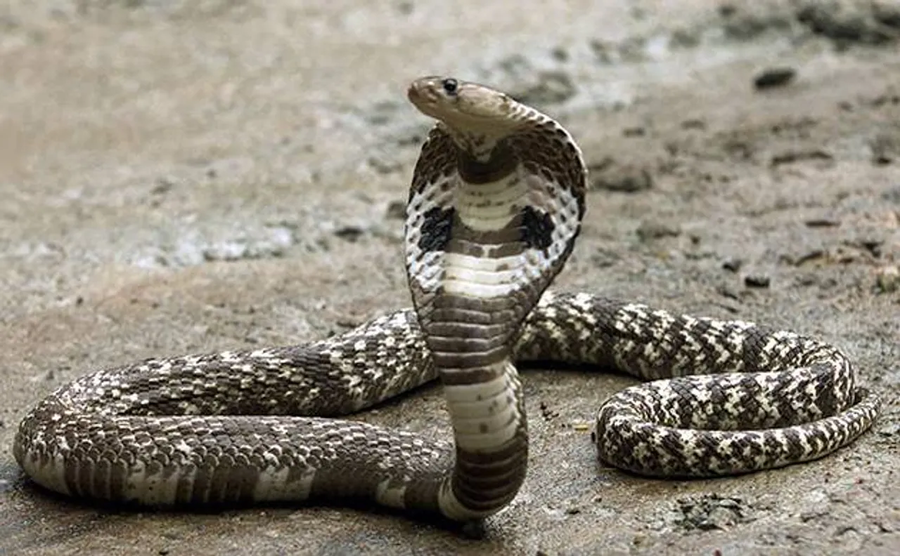 WB: Cobra venom worth Rs 200 crore seized in Siliguri