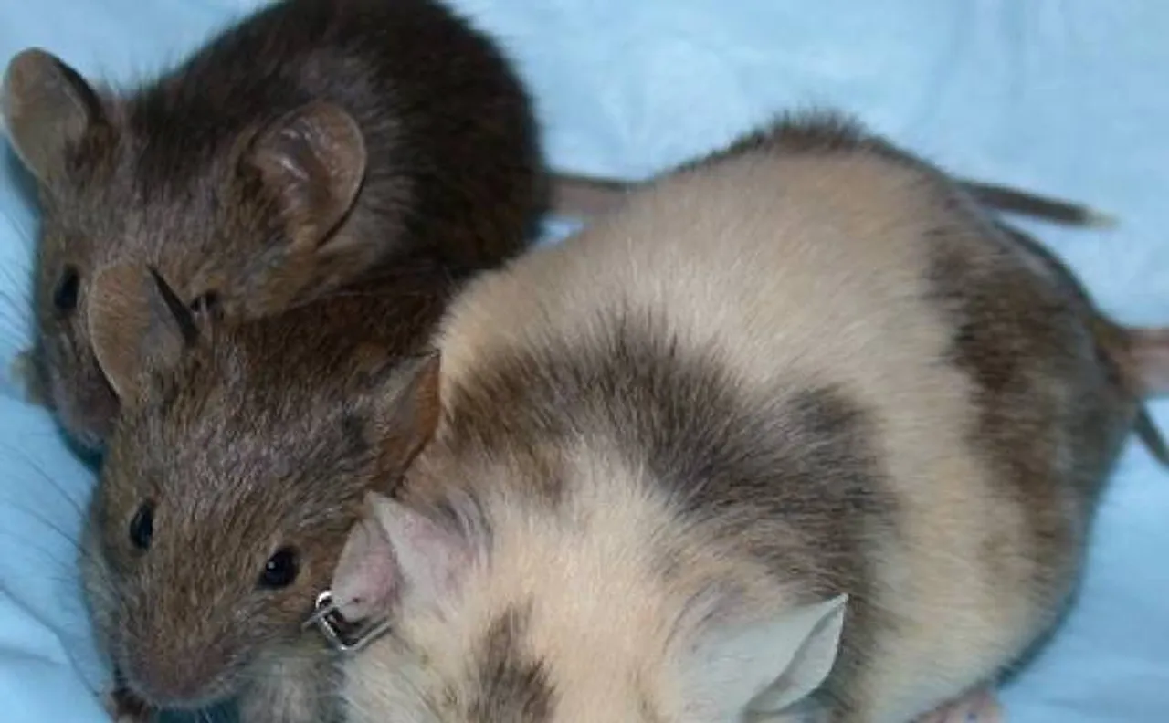 Mouse eggs from stem cells grown by scientists in laboratory