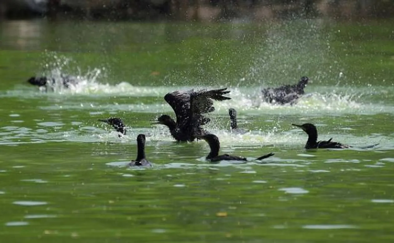 Bird flu in Delhi Zoo: Health ministry calls meeting; close monitoring going on