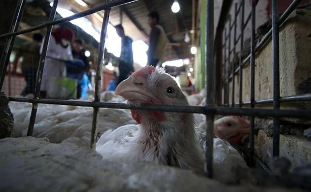 Bird flu scare: No threat to humans as strain of virus 'less infective', says Delhi government
