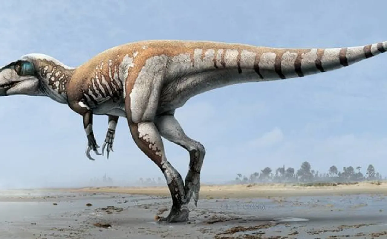 Palaeontologists in Australia discover world's largest dinosaur's fossil