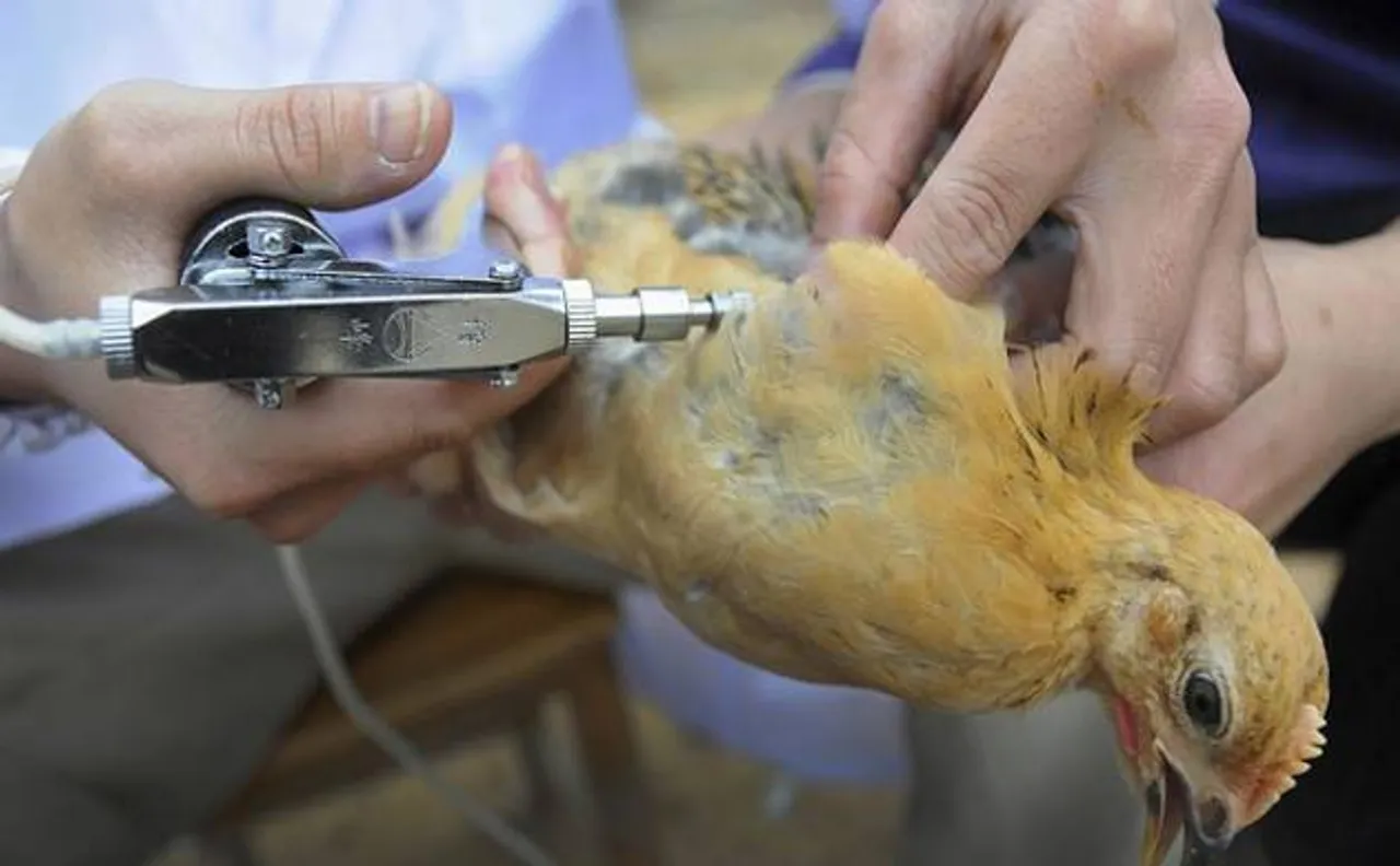 Bird flu scare: Over 40 avian deaths in Delhi, govt forms panel to keep vigil