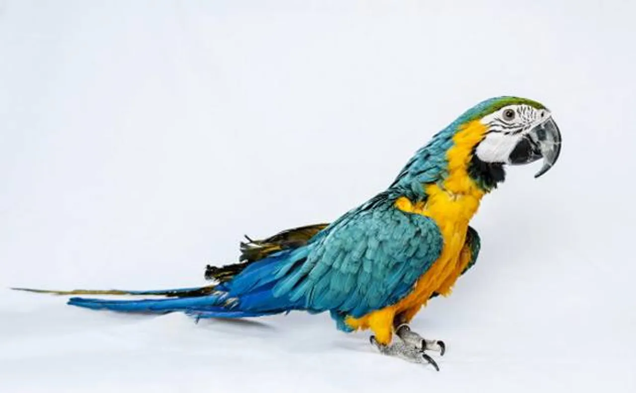 Dubai: Family parrot exposes cheating husbandâ€™s affair to wife with housemaid
