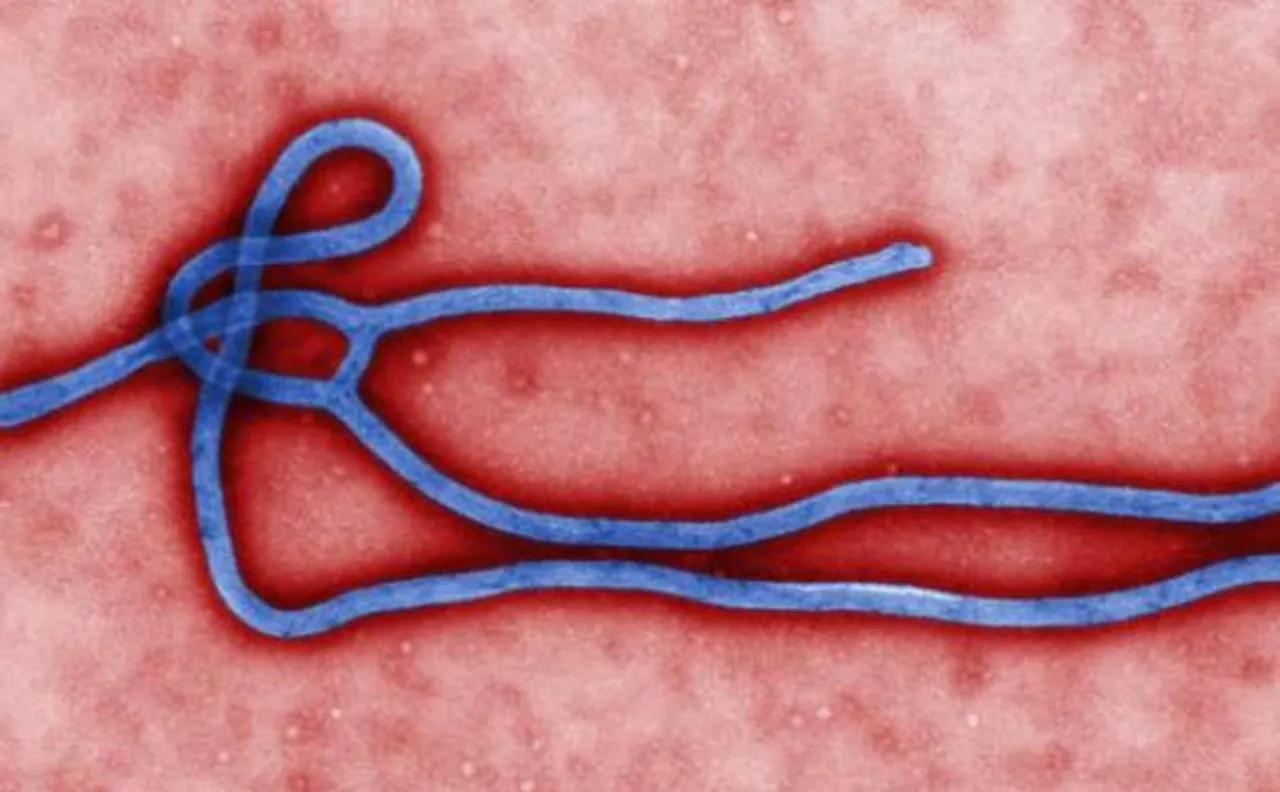Ebola virus mutated to better infect humans during outbreak: Study