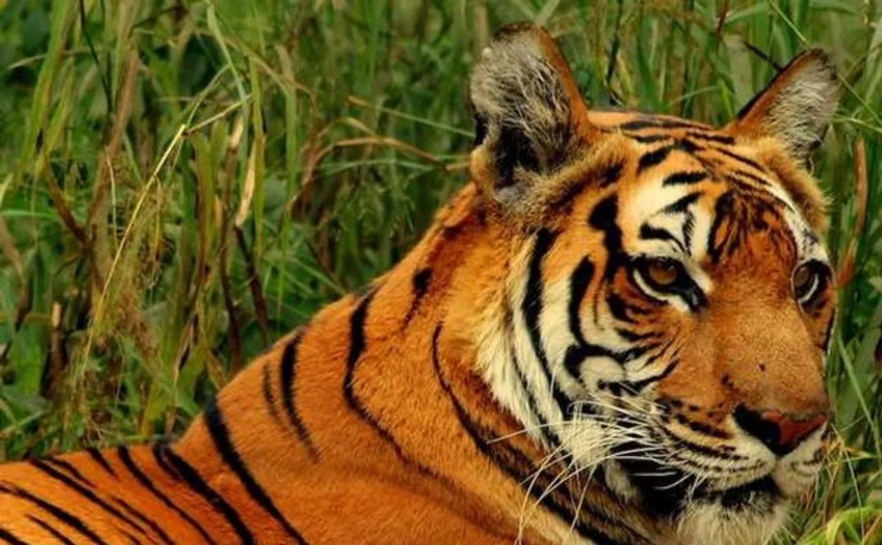 Global network's concern over Indiaâ€™s tiger poaching data management mechanism
