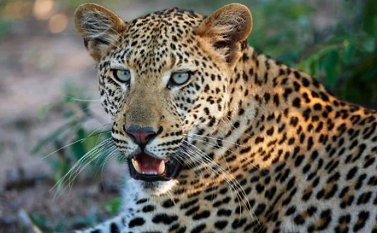 Scientists spot leopard at Yamuna Biodiversity Park for first time